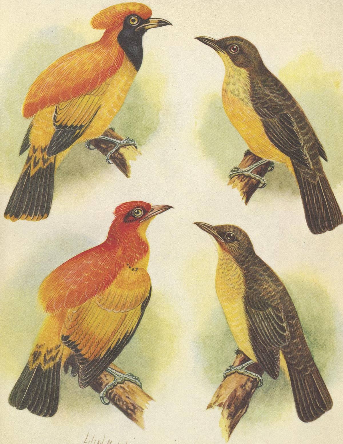 Antique Print of the Golden Bird and the Yellow-Throated Golden Bird, 1950
