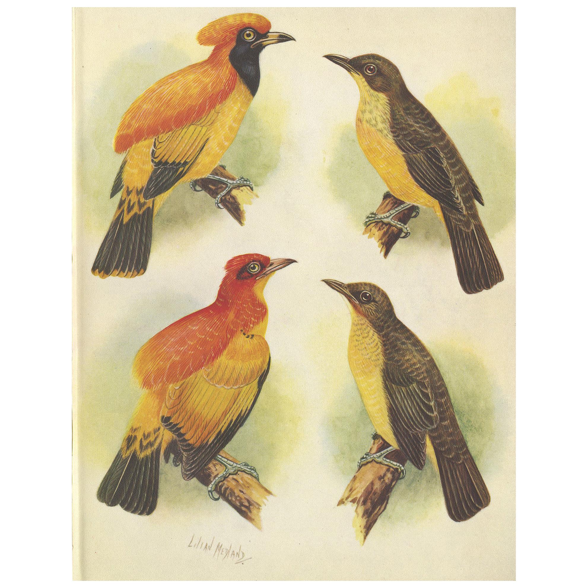 Impression ancienne de l'oiseau doré et de l'oiseau doré enroulé en jaune, 1950