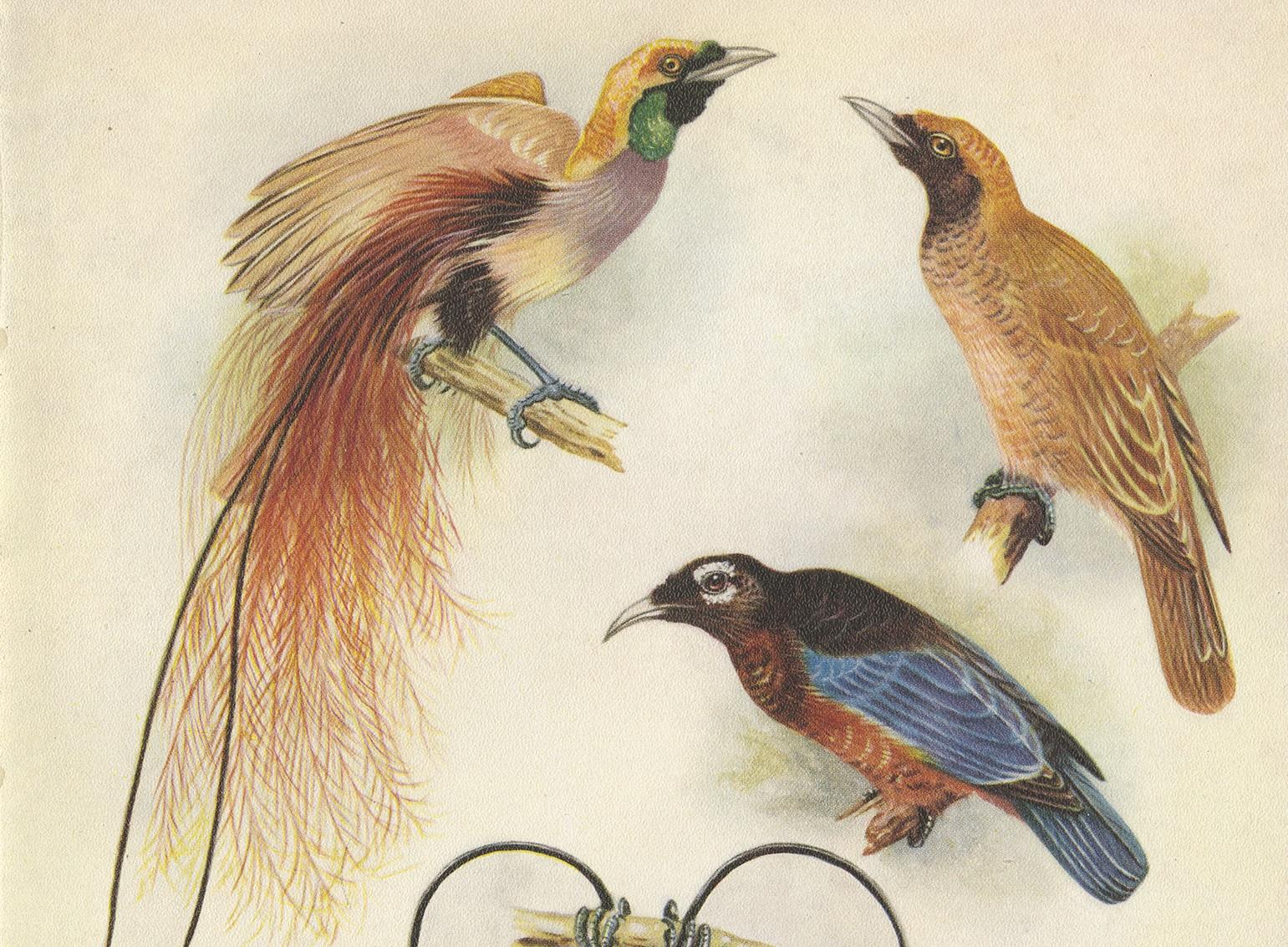 Decorative print illustrating Goldie's Bird of Paradise and the blue Bird of Paradise. This authentic print originates from 'Birds of Paradise and Bower Birds' by Tom Iredale. With colored illustrations of every species by Lilian Medland. Published