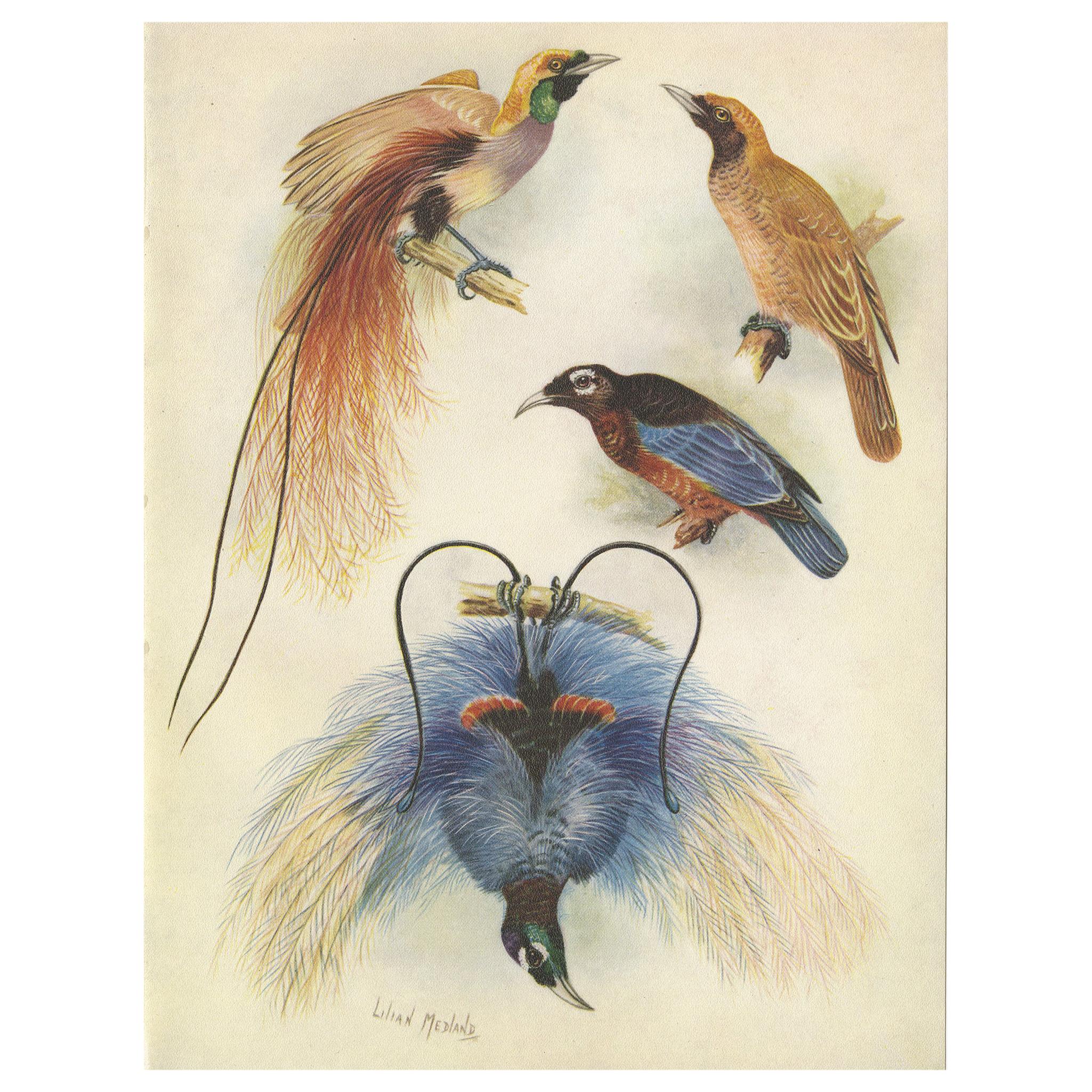 Antique Print of the Goldie's Bird of Paradise and the Blue Bird of Paradise