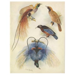 Vintage Print of the Goldie's Bird of Paradise and the Blue Bird of Paradise