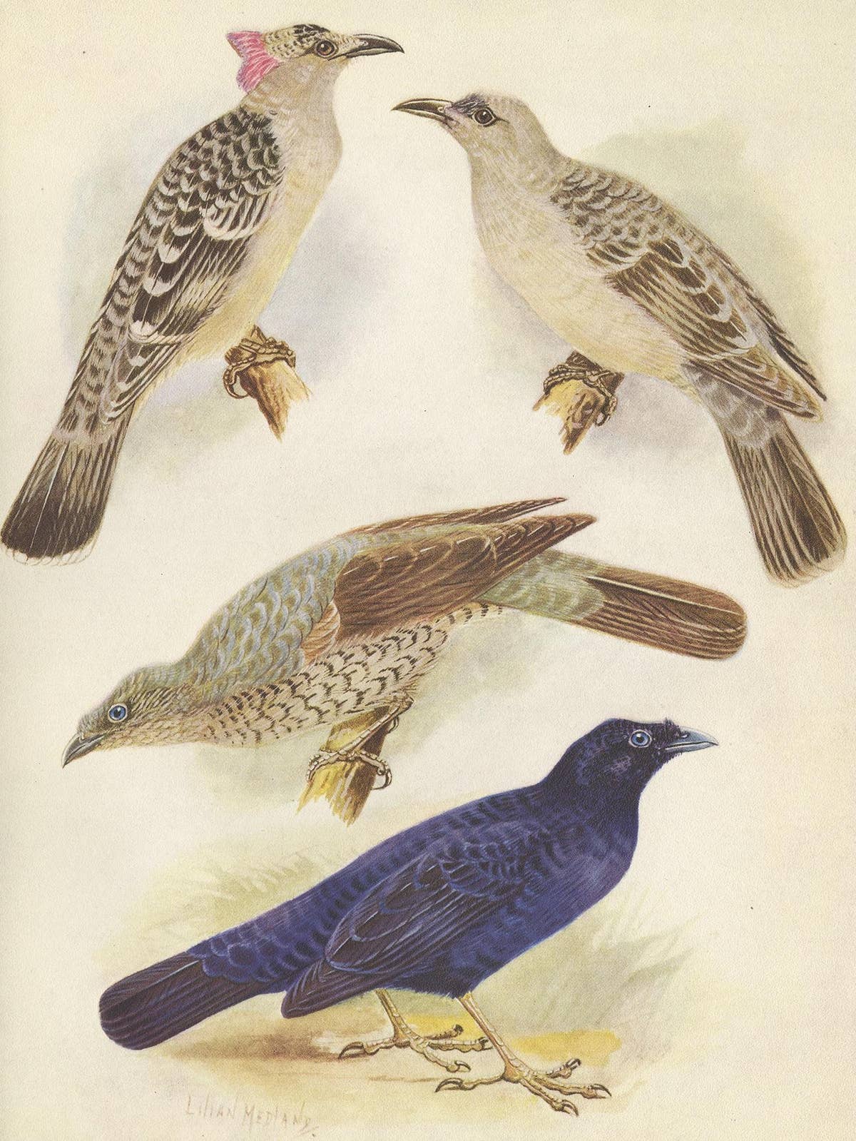 Antique Print of the Great Bower Bird and the Satin Bower Bird '1950'