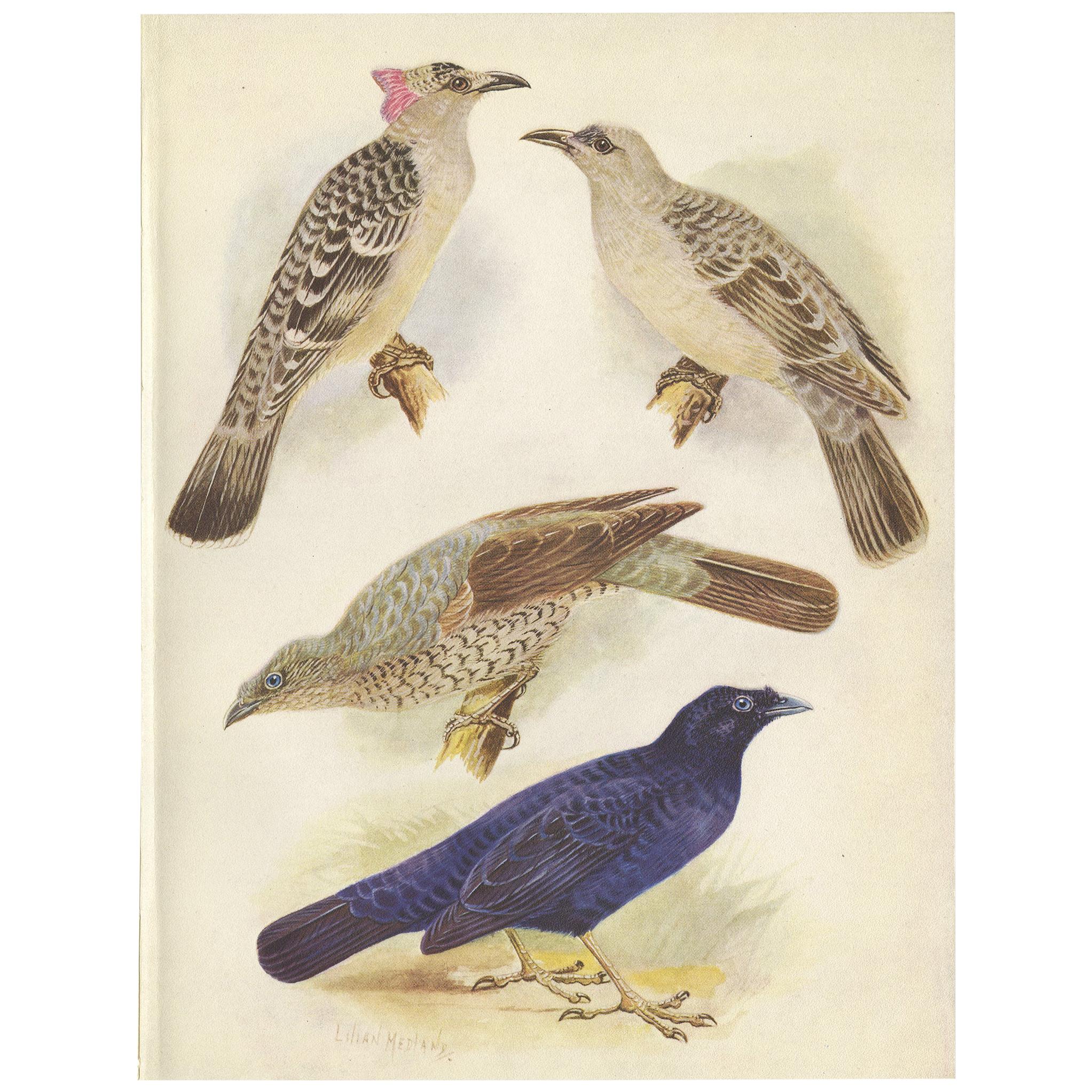 Antiker Druck des großen Schleifenvogels und des Satin-Schleifenvogels „1950“