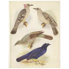 Vintage Print of the Great Bower Bird and the Satin Bower Bird '1950'