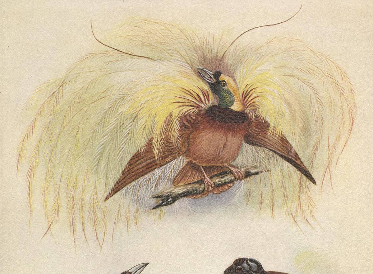 Antique Print of the Greater Bird of Paradise & the Bare-Headed Little King