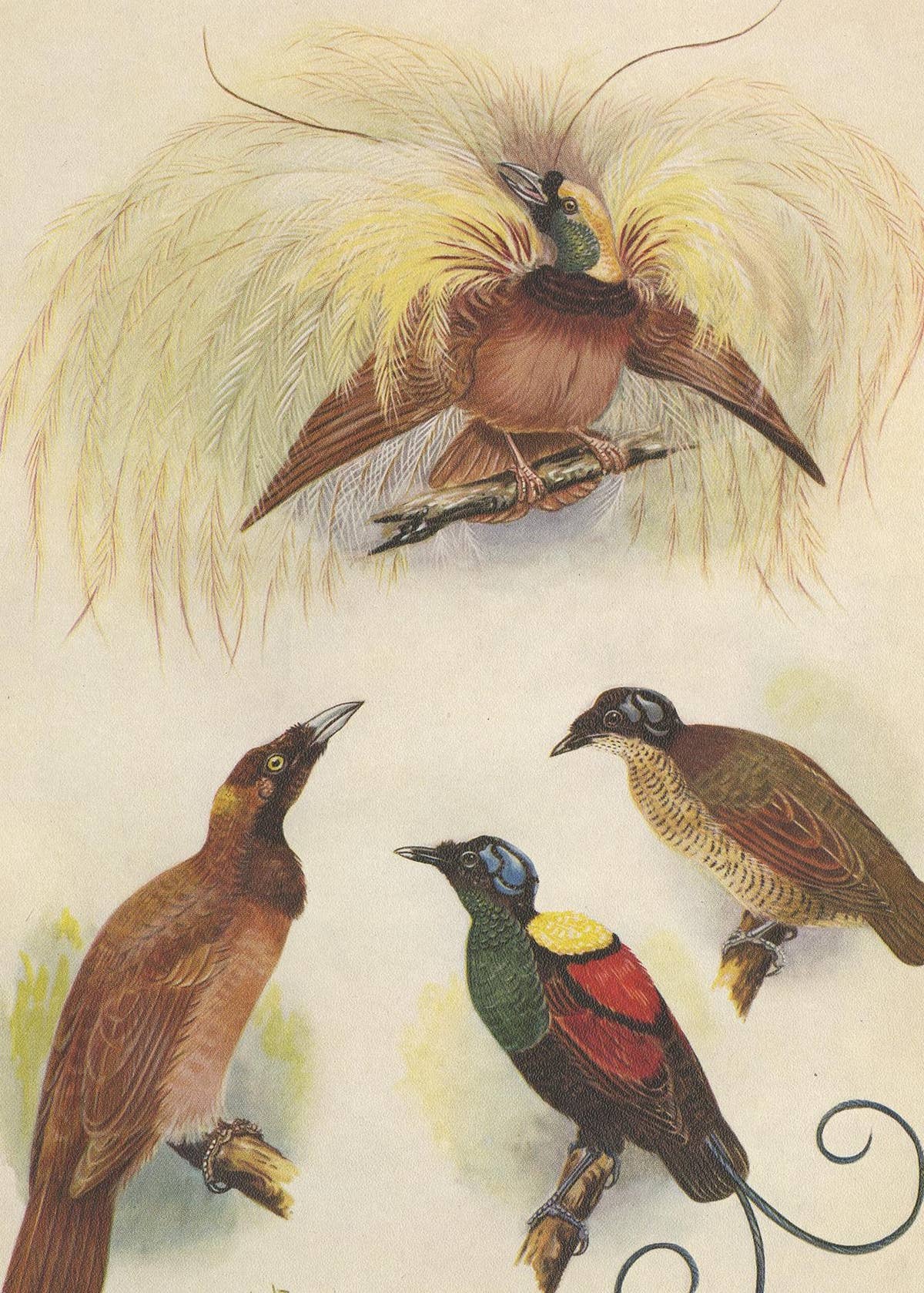 Antique Print of the Greater Bird of Paradise & the Bare-Headed Little King