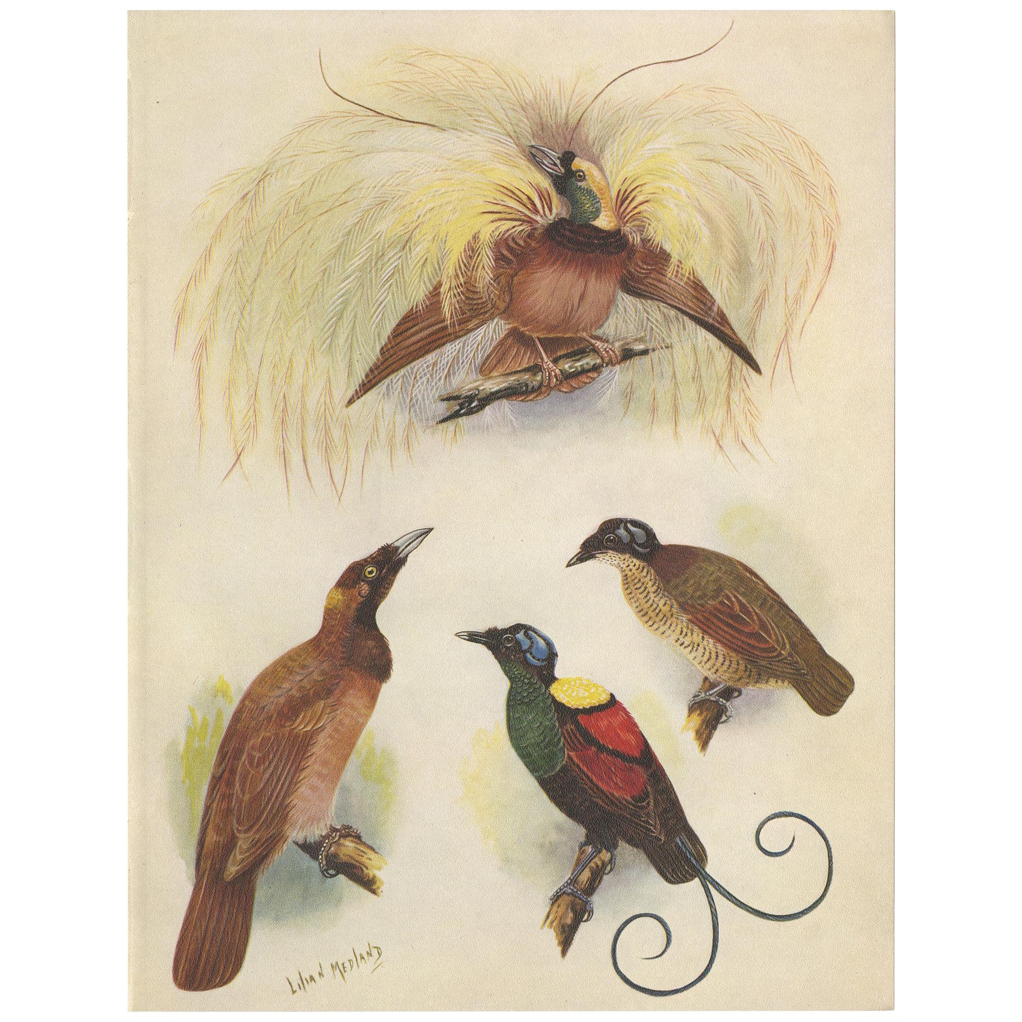 Antique Print of the Greater Bird of Paradise & the Bare-Headed Little King For Sale