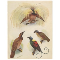 Stampa antica dell'Uccello maggiore del Paradiso e del Piccolo Re dalla testa nuda