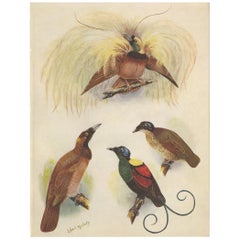 Antique Print of the Greater Bird of Paradise & the Bare-Headed Little King