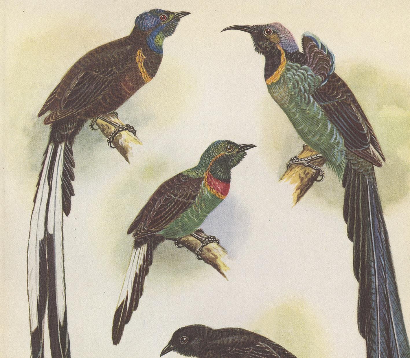 Decorative print illustrating the Green-Breasted Sickle Bill, Most Splendid Longtail and Barnes' Long-Tailed Bird of Paradise. This authentic print originates from 'Birds of Paradise and Bower Birds' by Tom Iredale. With coloured illustrations of