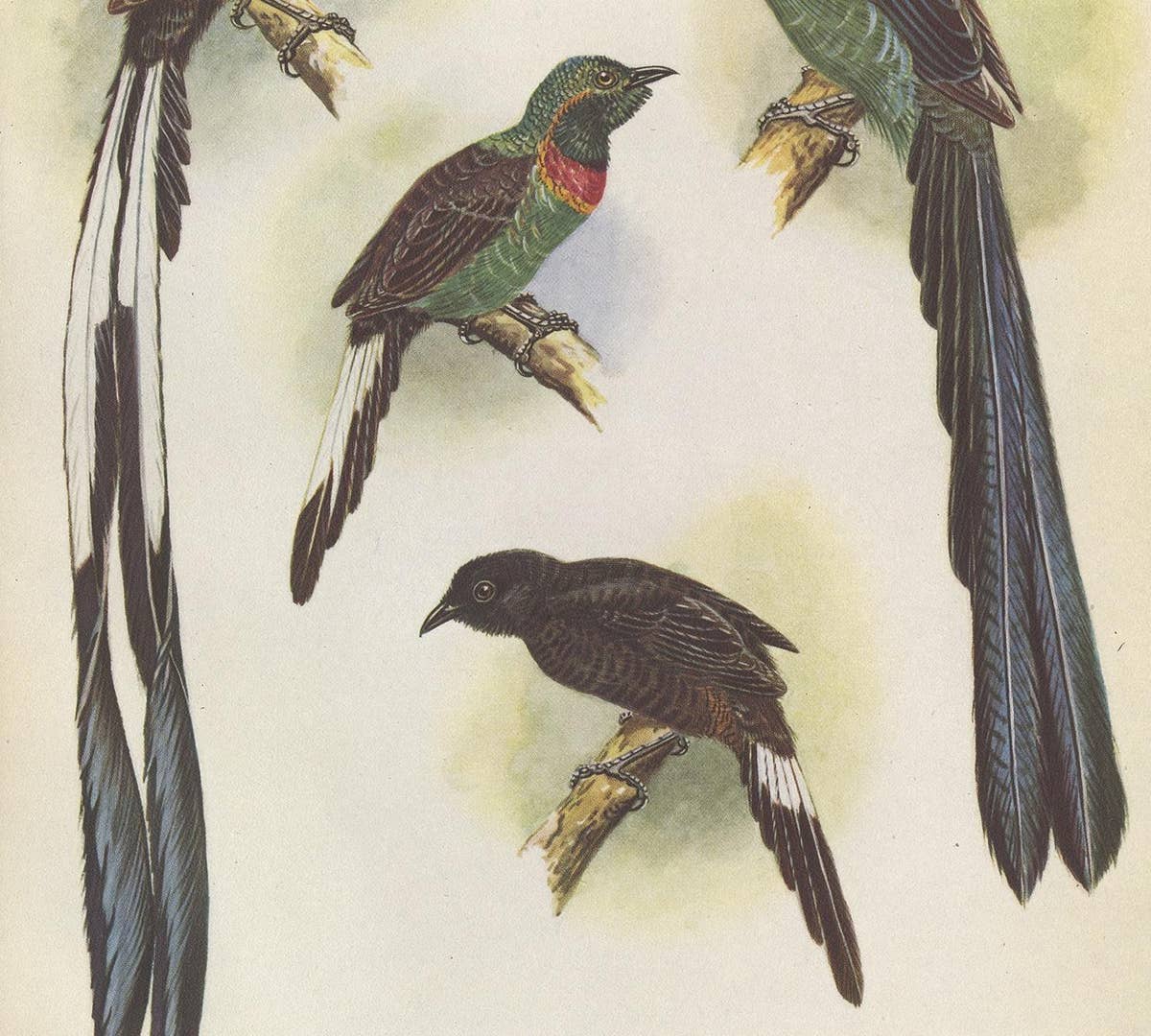 Antique Print of the Green-Breasted Sickle Bill Bird and Others '1950'