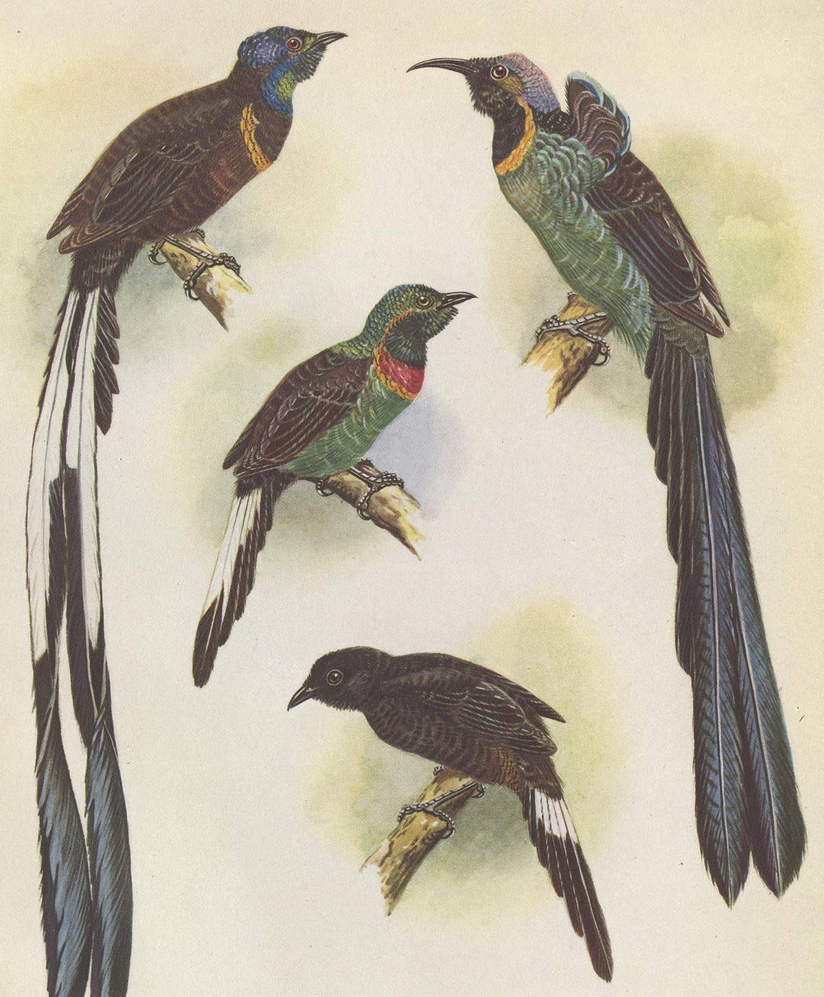 Antique Print of the Green-Breasted Sickle Bill Bird and Others '1950'