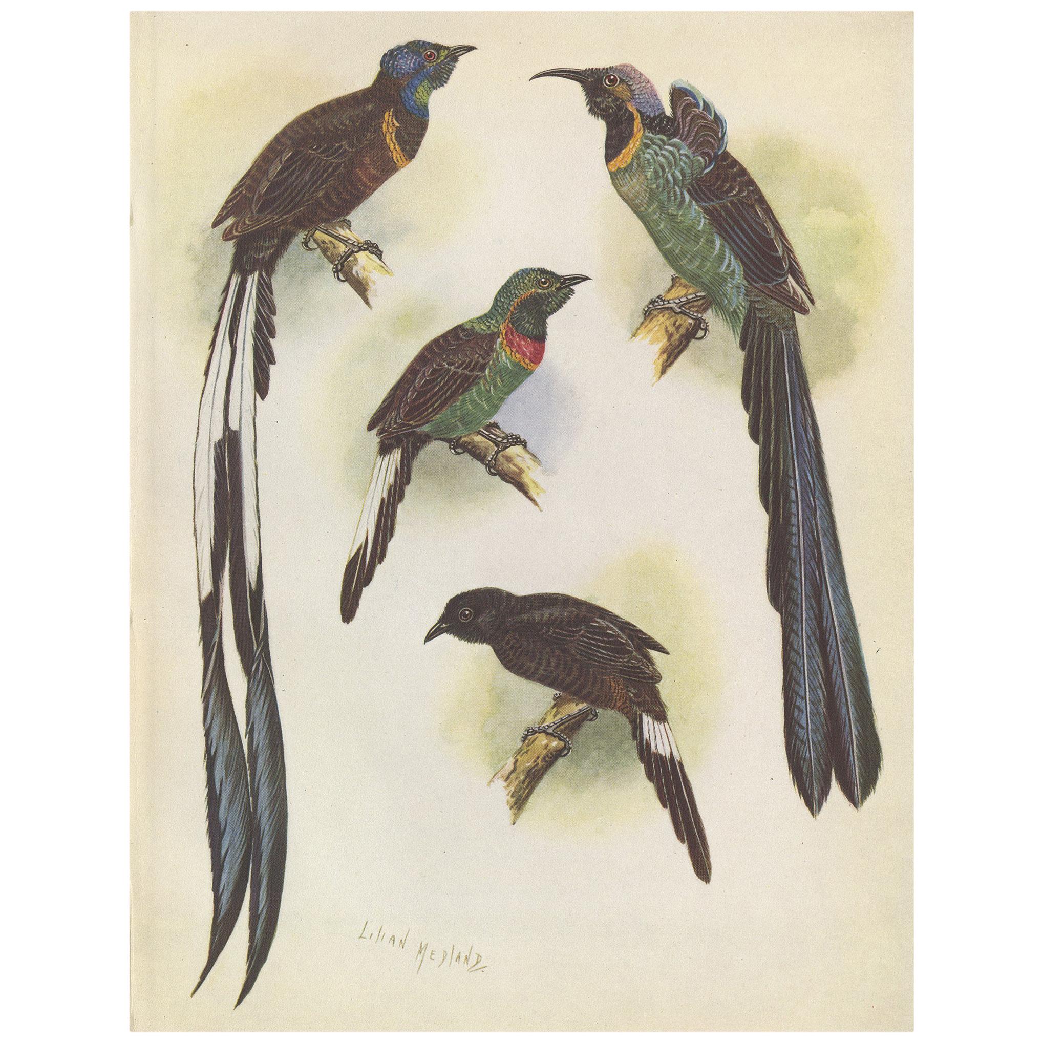 Antique Print of the Green-Breasted Sickle Bill Bird and Others '1950'