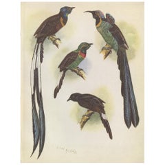 Stampa antica dell'uccello falciforme dal petto verde e di altri uccelli del 1950