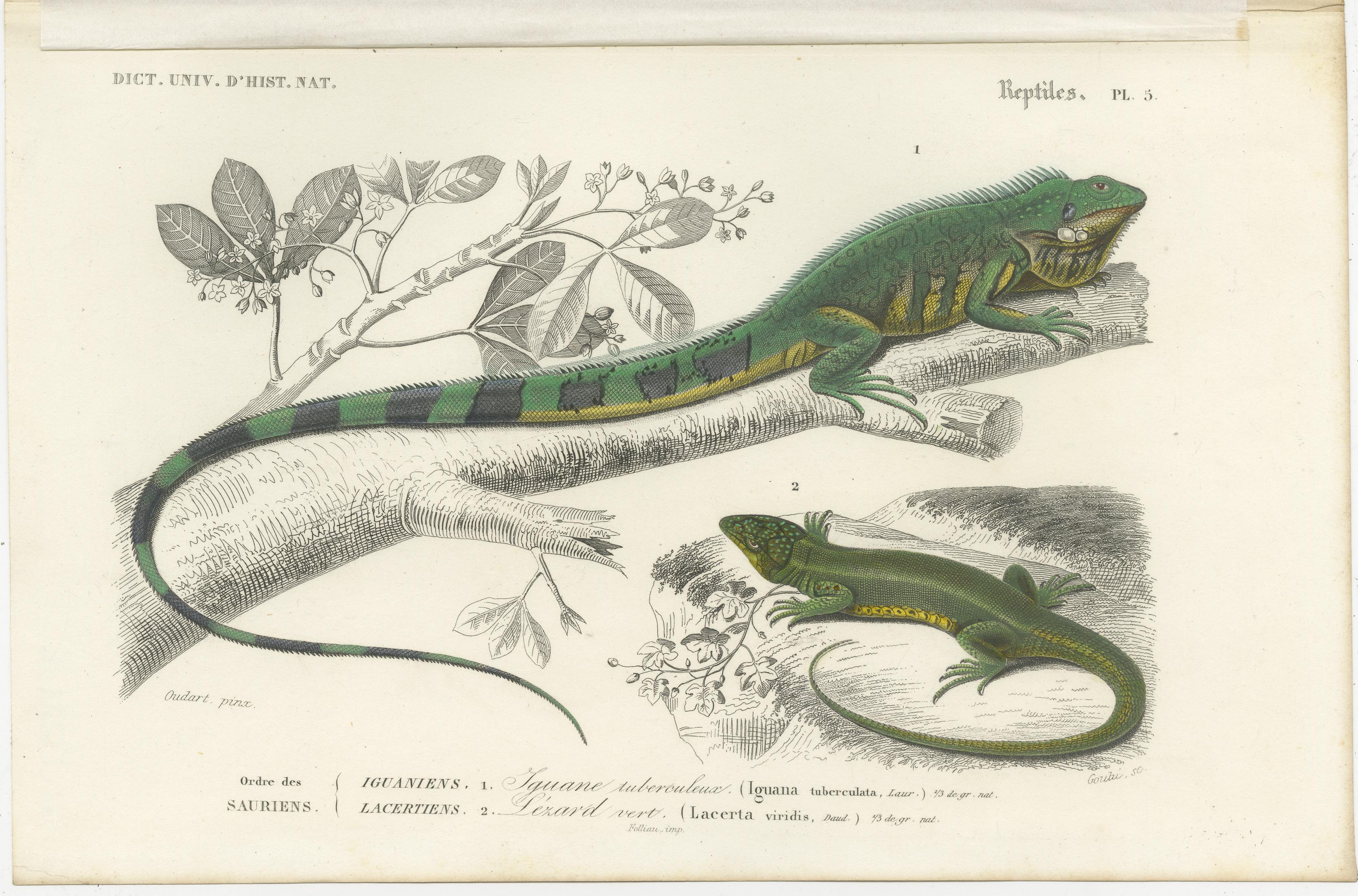 Antique print titled '1. Iguane tuberculeux, 2. Lezard vert. Original old print of a green iguana (a large lizard) and the European green lizard. This print originates from 'Dictionnaire universel d'Histoire Naturelle' by d'Orbigny. Published 1861.