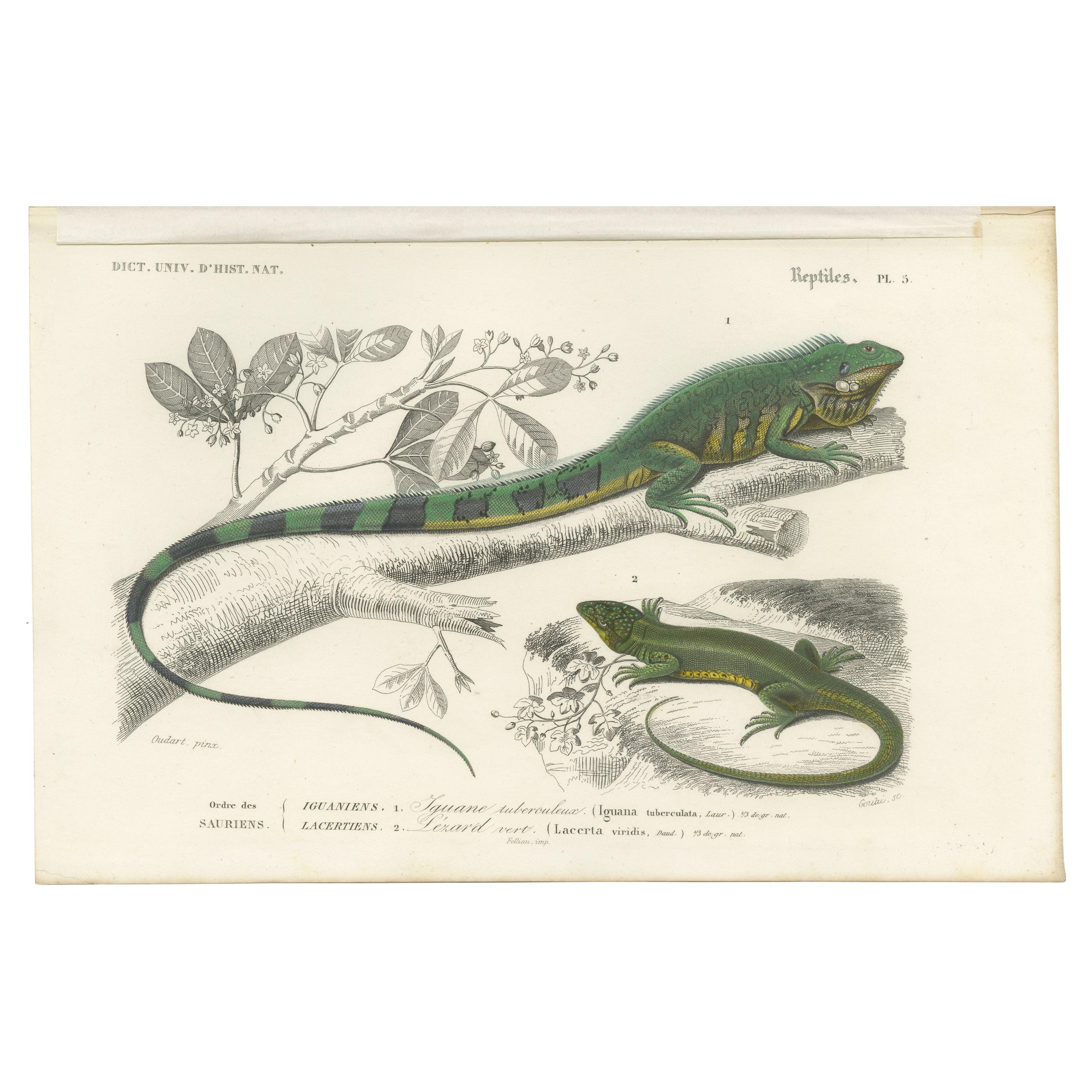 Antique Print of the Green Iguana and European Green Lizard For Sale