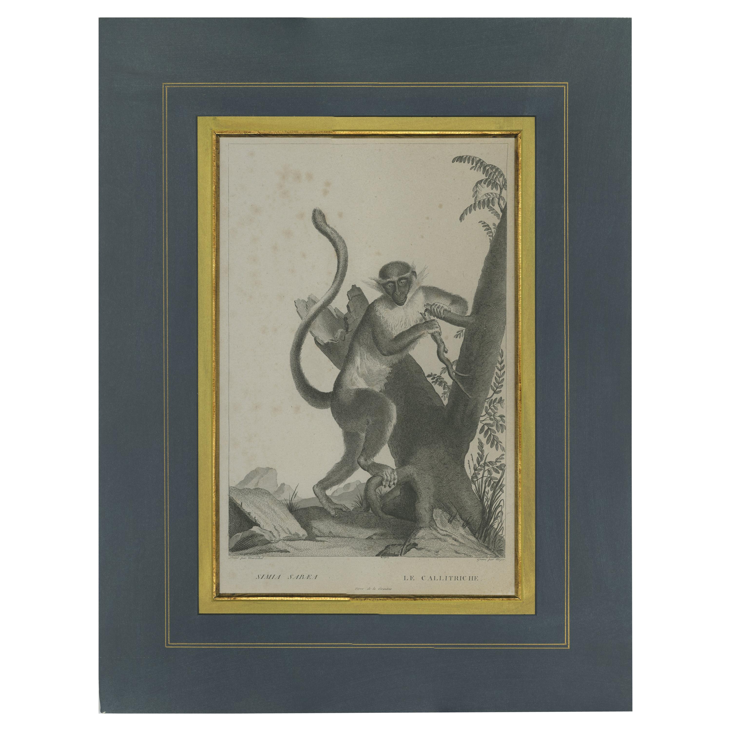 Antique Print of the Green Monkey by Miger, 'c.1808' For Sale