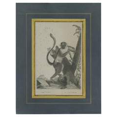 Impression ancienne du singe vert par Miger, vers 1808