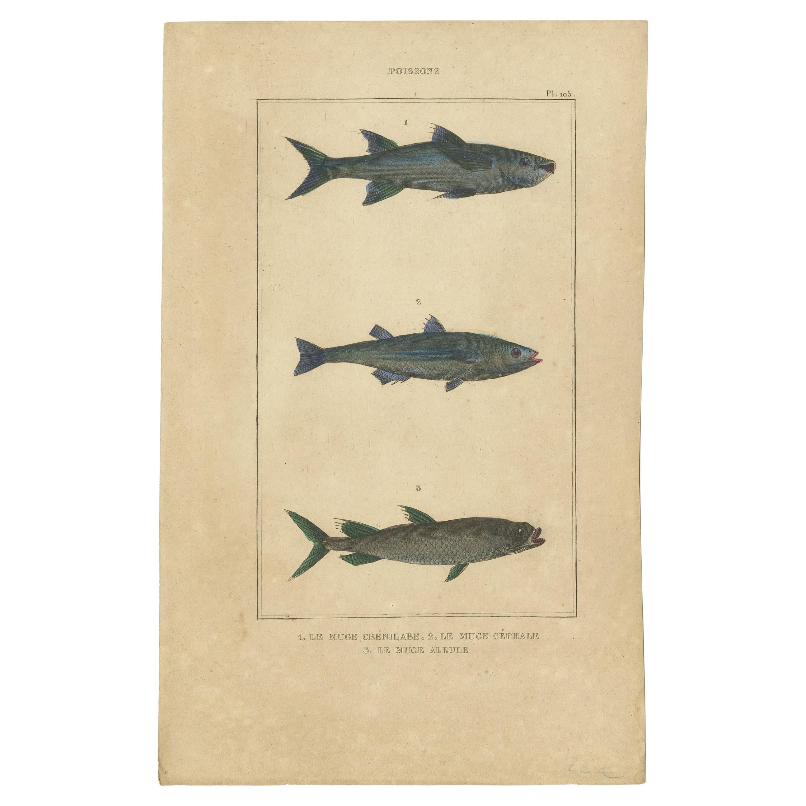 Antique Print of the Grey Mullet and Other Fish Species, 1844 For Sale