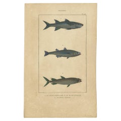 Impression ancienne de Mullet gris et autres spécifications de poissons, 1844