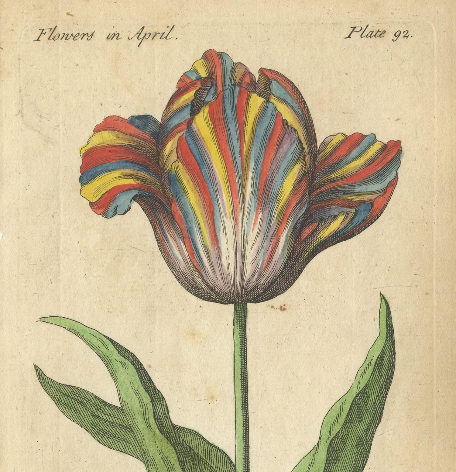 Antique flower print titled 'Palto Auri-flame Tulip' and 'Harlequin Tulip'. These prints originate from 'The Compleat Florist' by J. Duke.