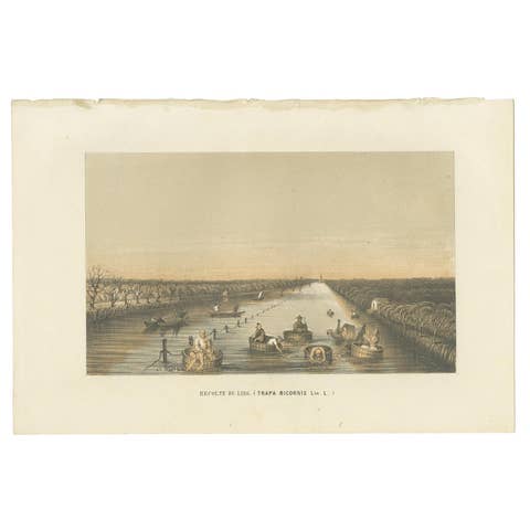 Antique Print of the Harvest of Trapa Bicornis or Water Caltrop, 1852