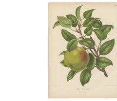 Antique Print of the Harvey Apple by G. Severeyns, 1876