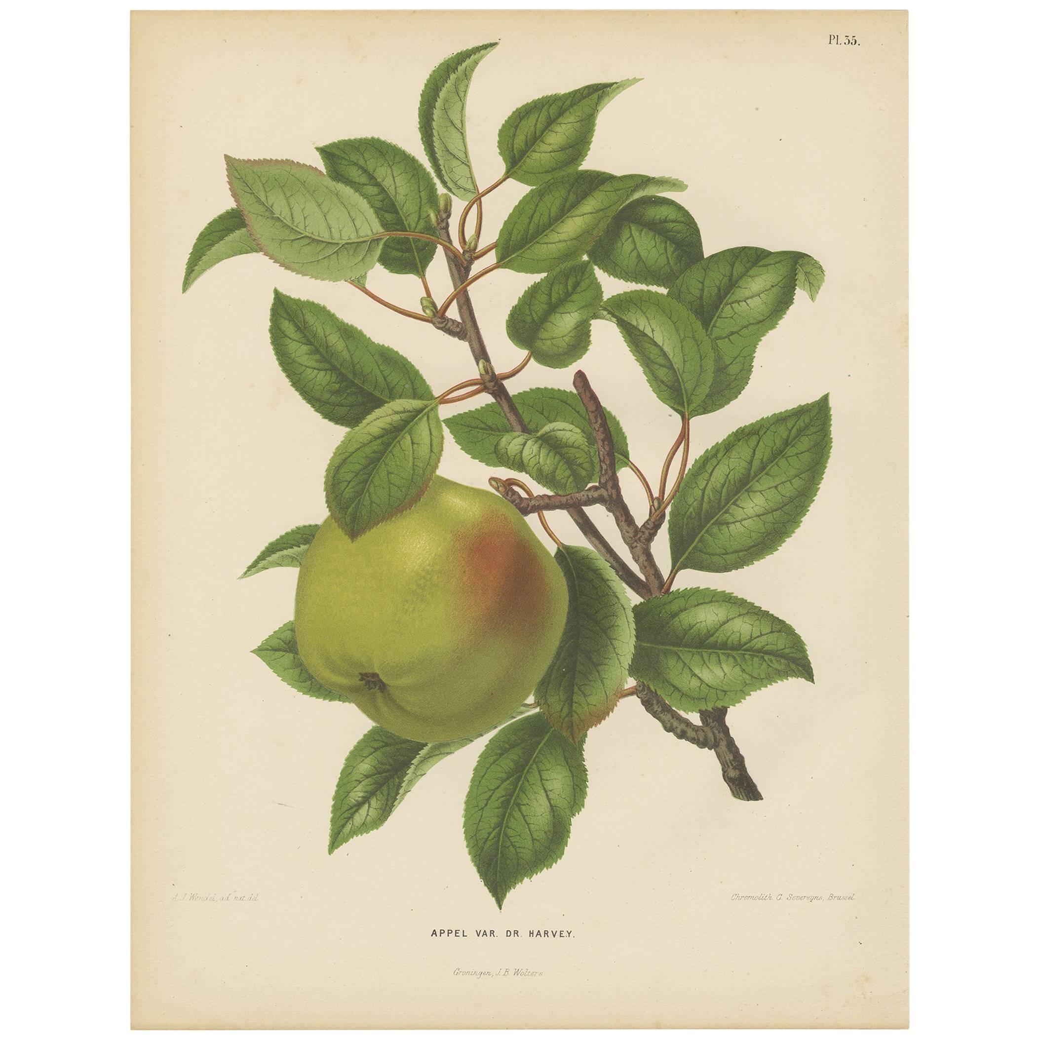 Antique Print of the Harvey Apple by G. Severeyns, 1876