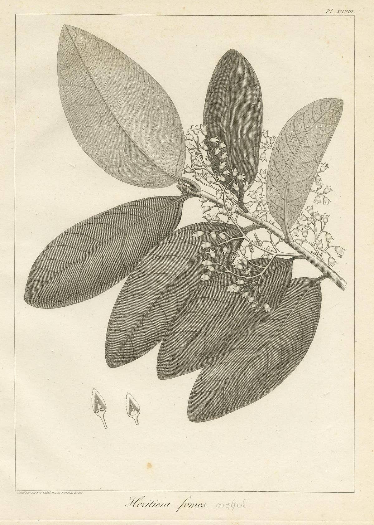 Antique Print of the Heritiera Fomes Mangrove Tree by Symes, 1800