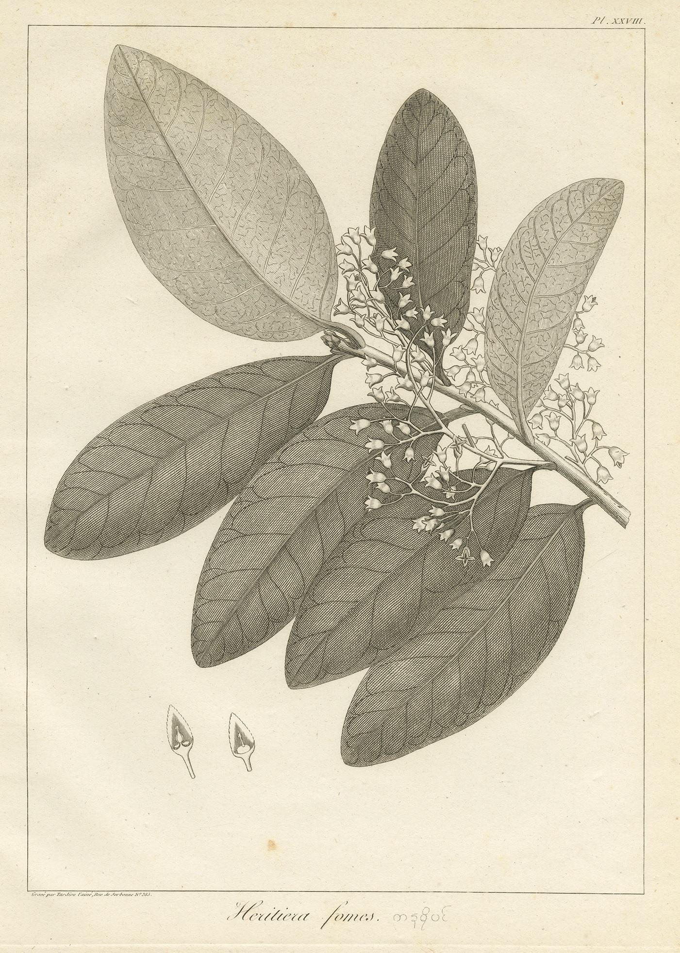 Impression ancienne de l'arbre de mangrove Heritiera Fomes par Symes, 1800 Bon état - En vente à Langweer, NL