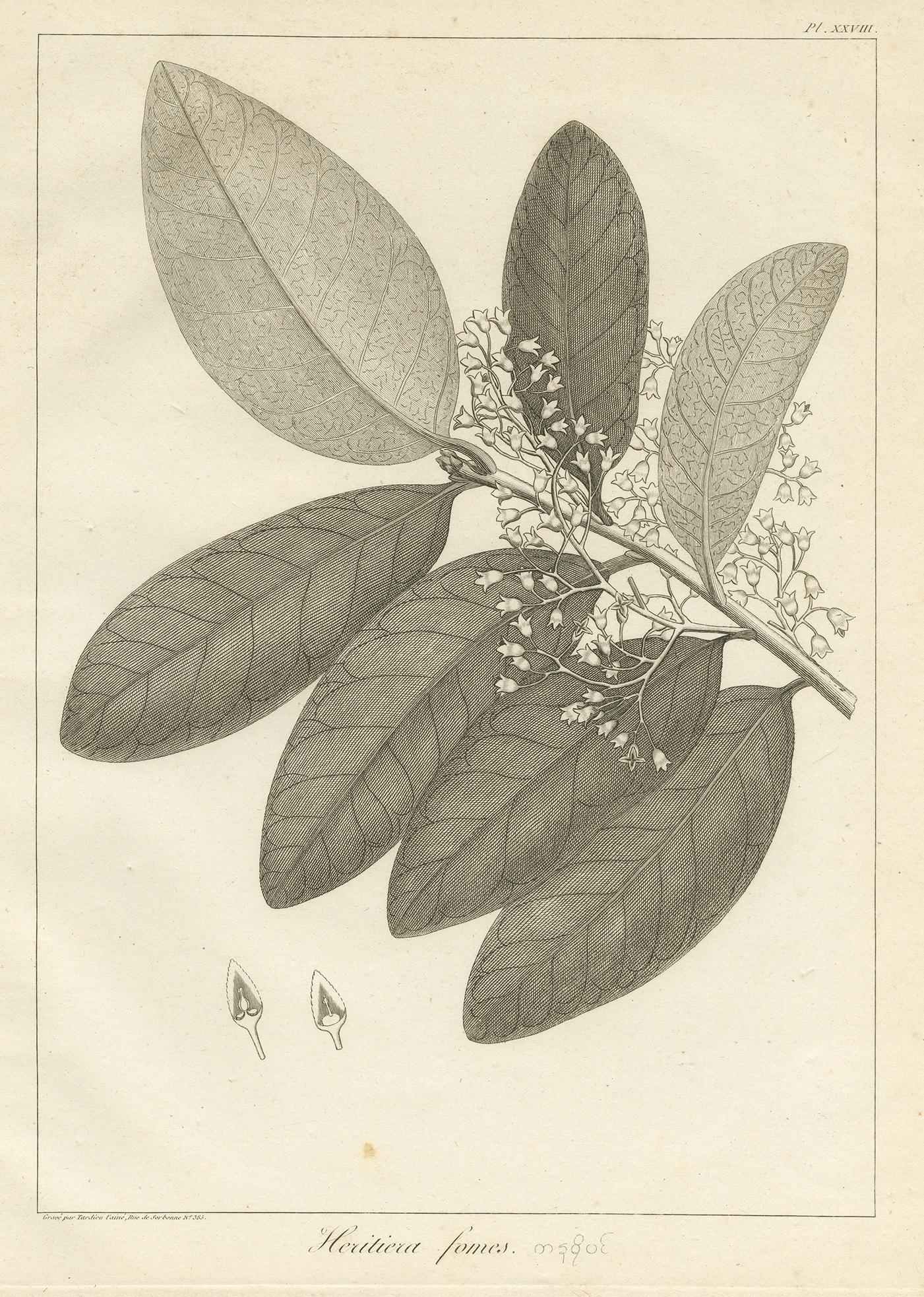 19th Century Antique Print of the Heritiera Fomes Mangrove Tree by Symes, 1800 For Sale