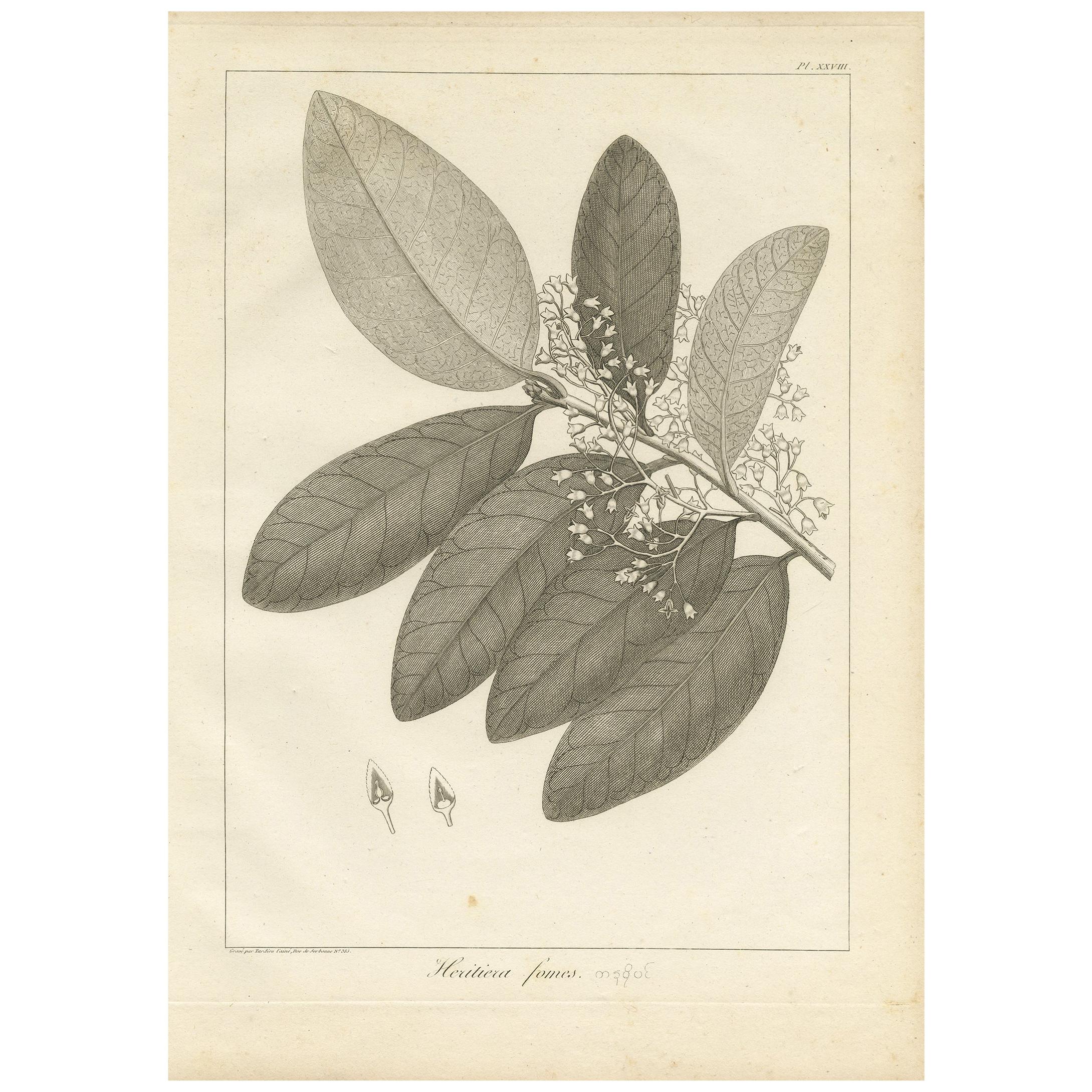 Antique Print of the Heritiera Fomes Mangrove Tree by Symes, 1800 For Sale