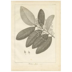 Antique Print of the Heritiera Fomes Mangrove Tree by Symes, 1800