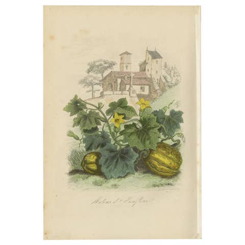 Antique Print of the Honfleur Melon by Comte, 1854