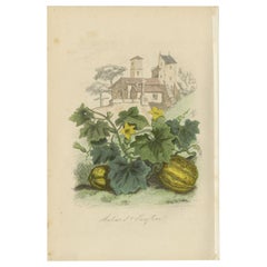 Antiker Druck des Honfleur- Melonen von Comte, 1854
