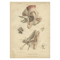 Impression ancienne de l'oreille humaine par Kuhff, 1879