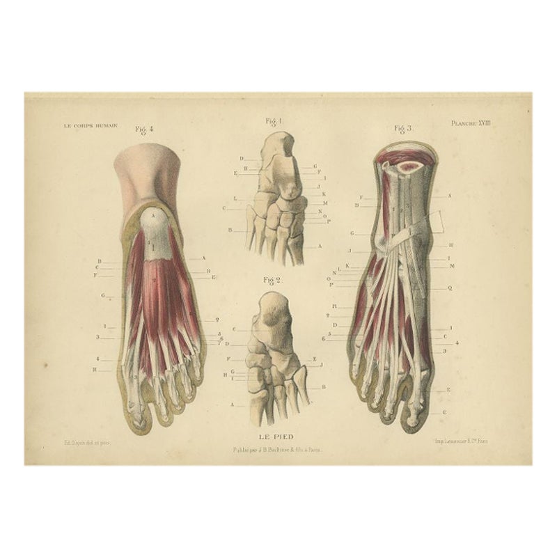 Grabado antiguo del pie humano de Kuhff, 1879