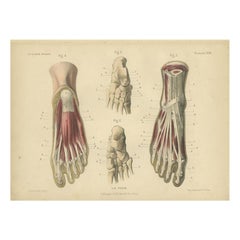 Grabado antiguo del pie humano de Kuhff, 1879