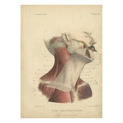 Grabado antiguo del cuello humano de Kuhff, 1879