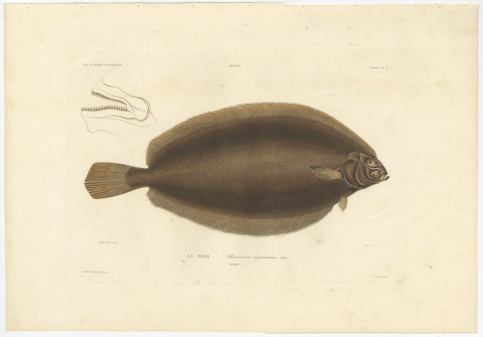 Antique Print of the Icelandic Flounder (Pleuronectes superciliaris) – Hand-Colored Lithograph, 1845

This elegant hand-colored lithograph features La Pole (Pleuronectes superciliaris), a species of flatfish now considered part of the flounder or