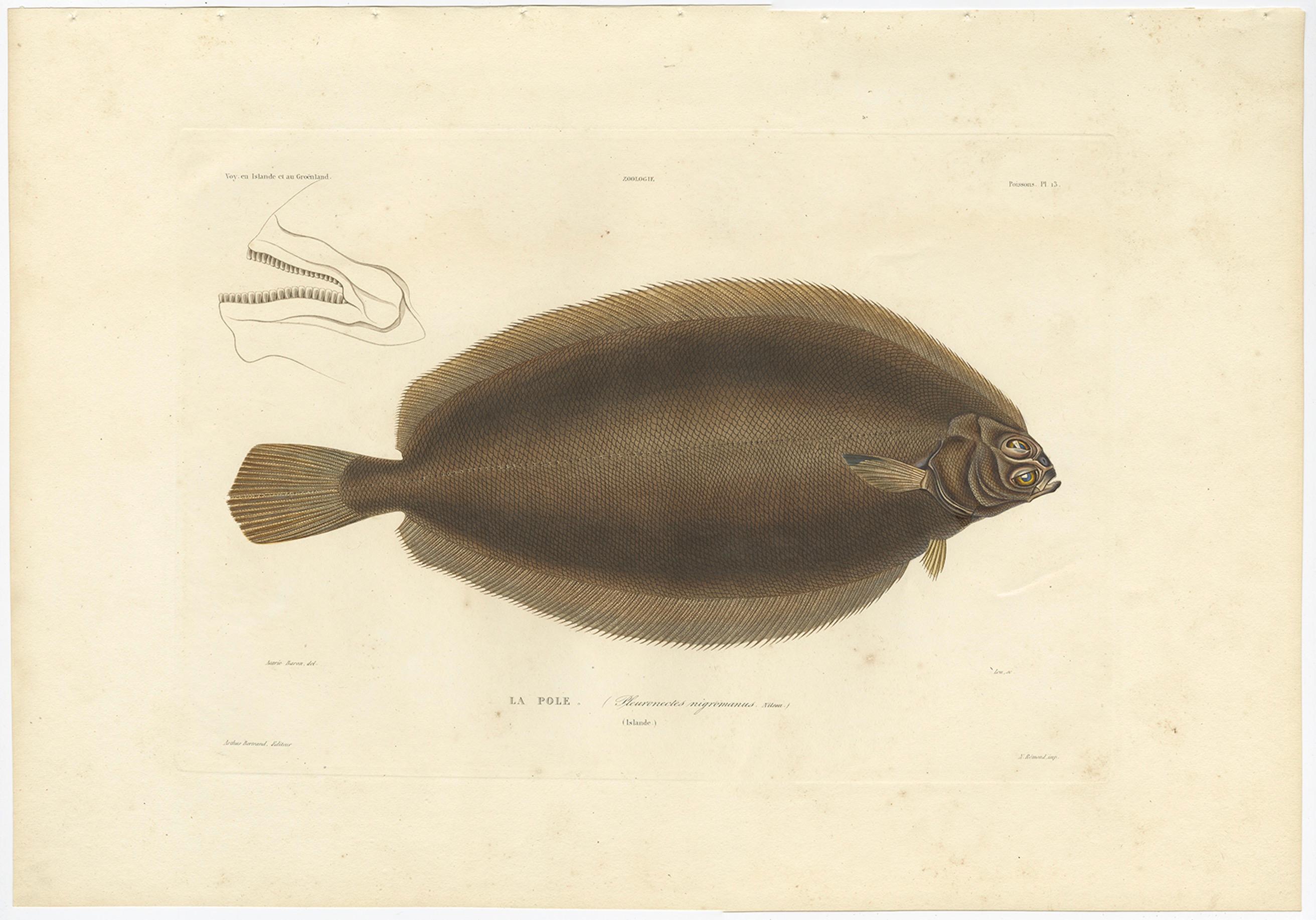 French Antique Print of the Icelandic Flounder – Hand-Colored Lithograph, 1845 For Sale