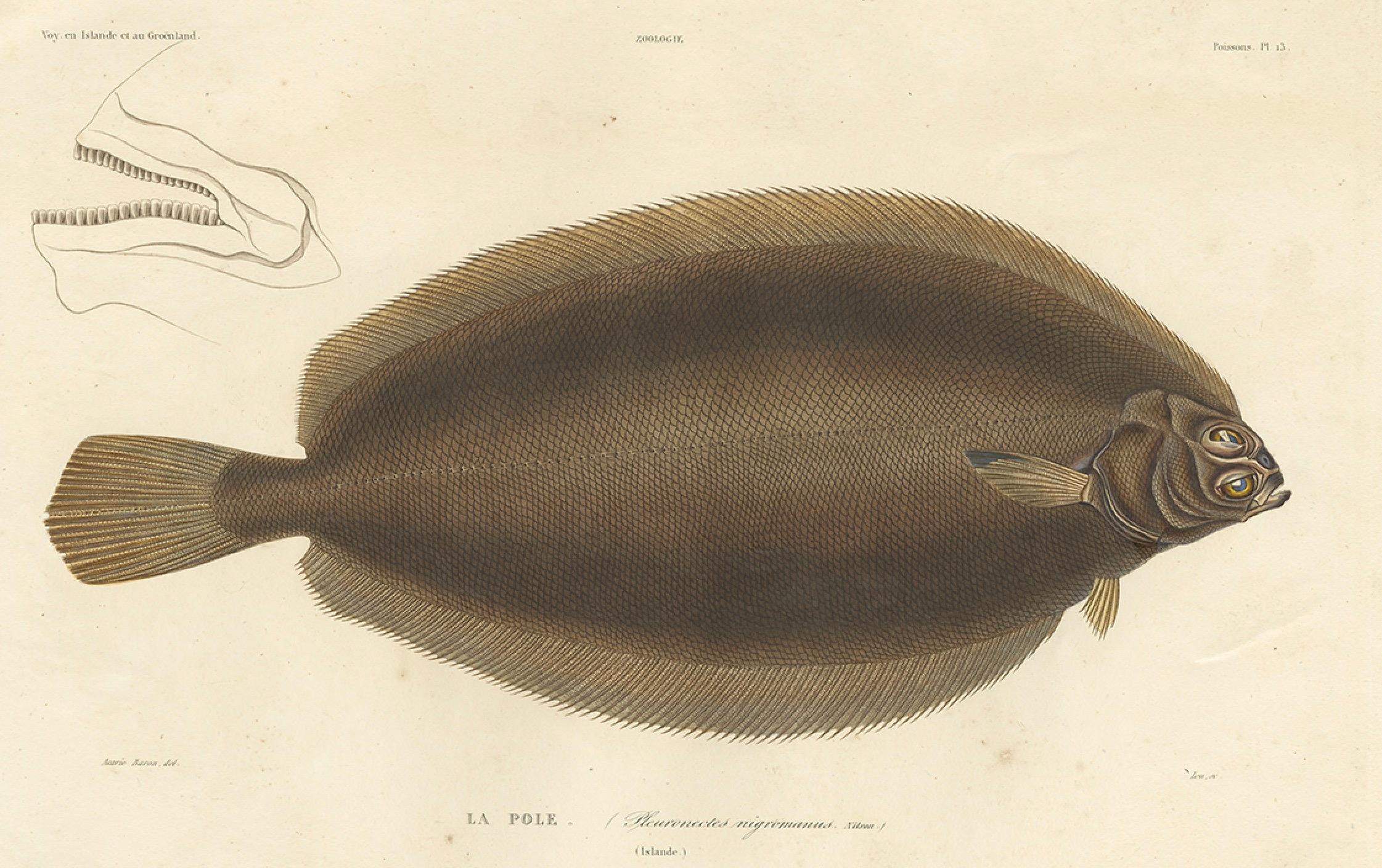 Antique Print of the Icelandic Flounder – Hand-Colored Lithograph, 1845 In Good Condition For Sale In Langweer, NL