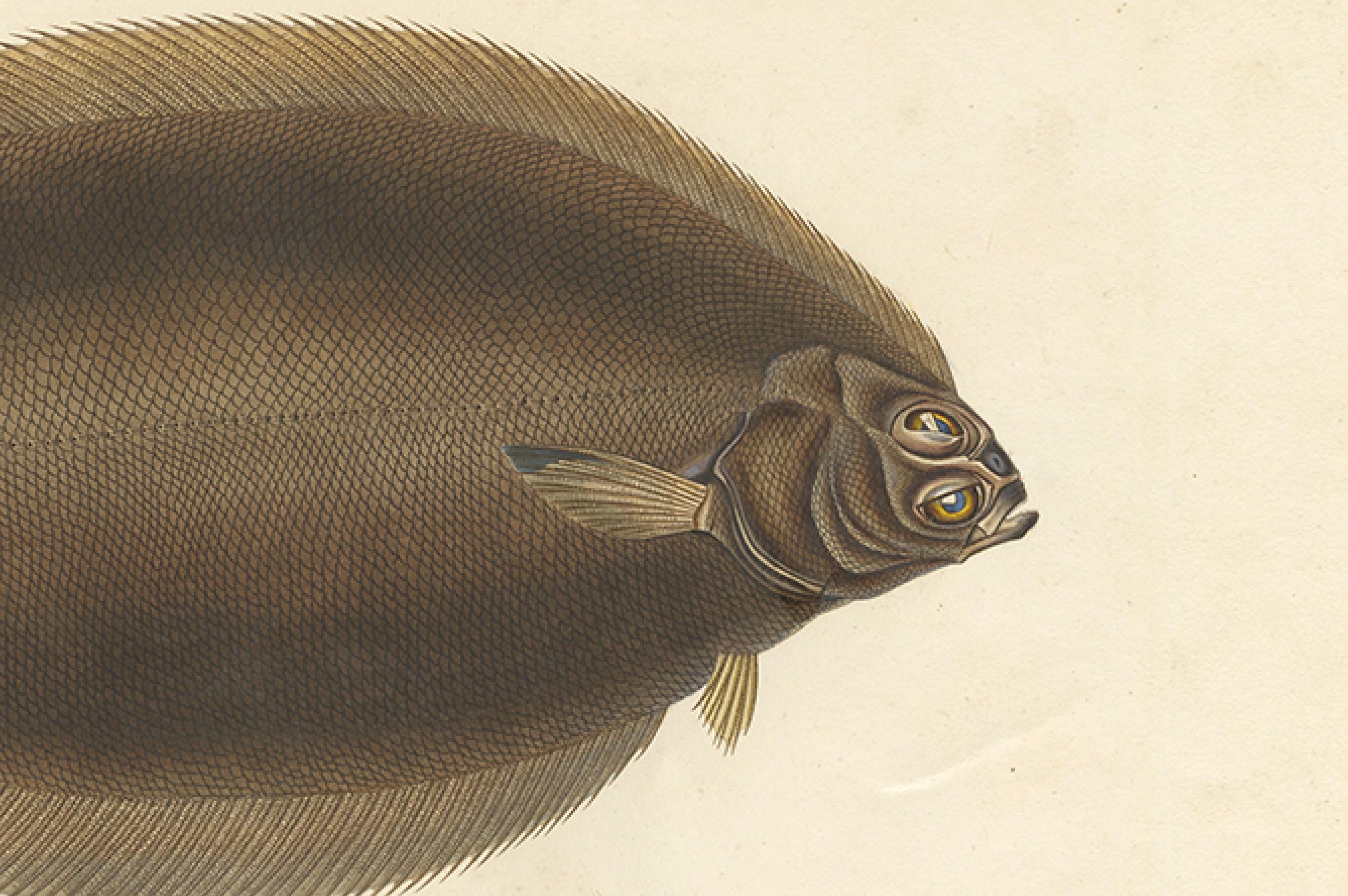 19th Century Antique Print of the Icelandic Flounder – Hand-Colored Lithograph, 1845 For Sale