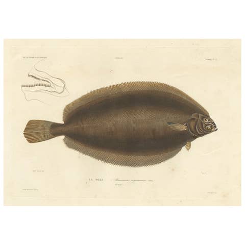 Antique Print of the Icelandic Flounder – Hand-Colored Lithograph, 1845