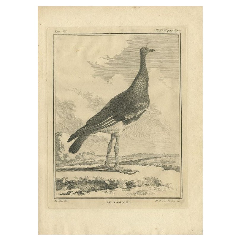 Antiker antiker Druck des Kamichi-Vogels von Buffon, 1795