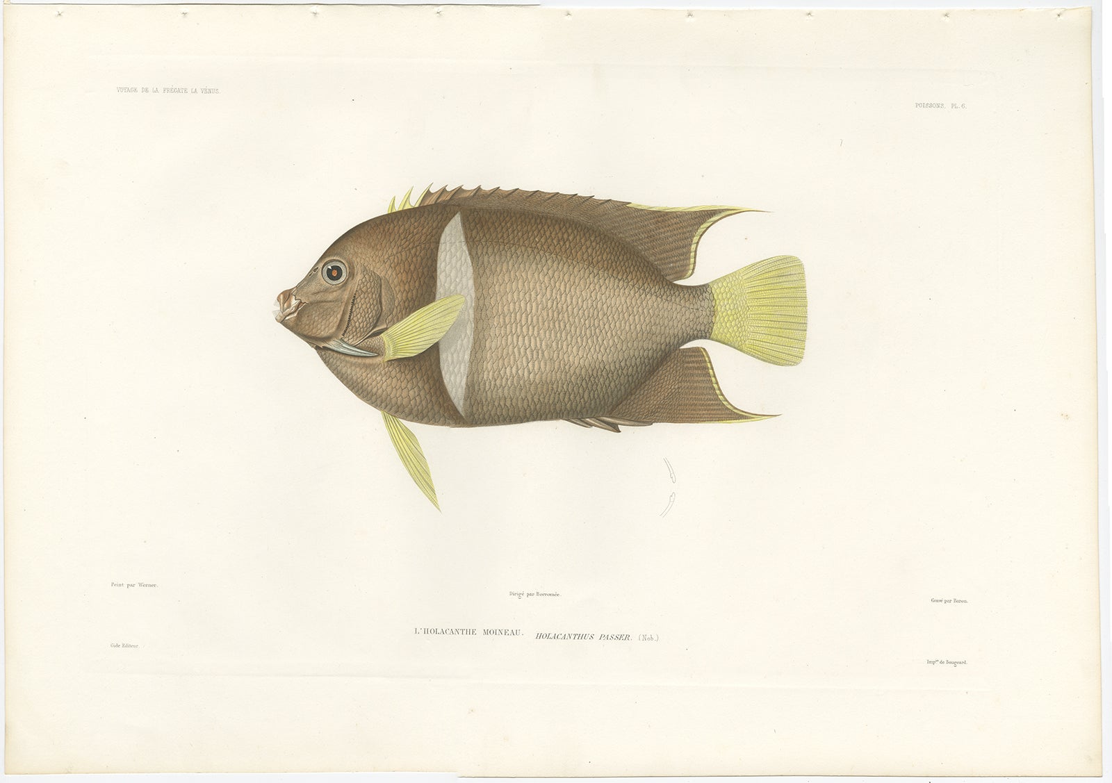 Antique Print of the King Angelfish (Holacanthus Passer) – Hand-Colored French Lithograph, 1846

This vibrant and finely hand-colored lithograph features Holacanthus passer, commonly known as the King Angelfish, or Holacanthe Moineau in the original