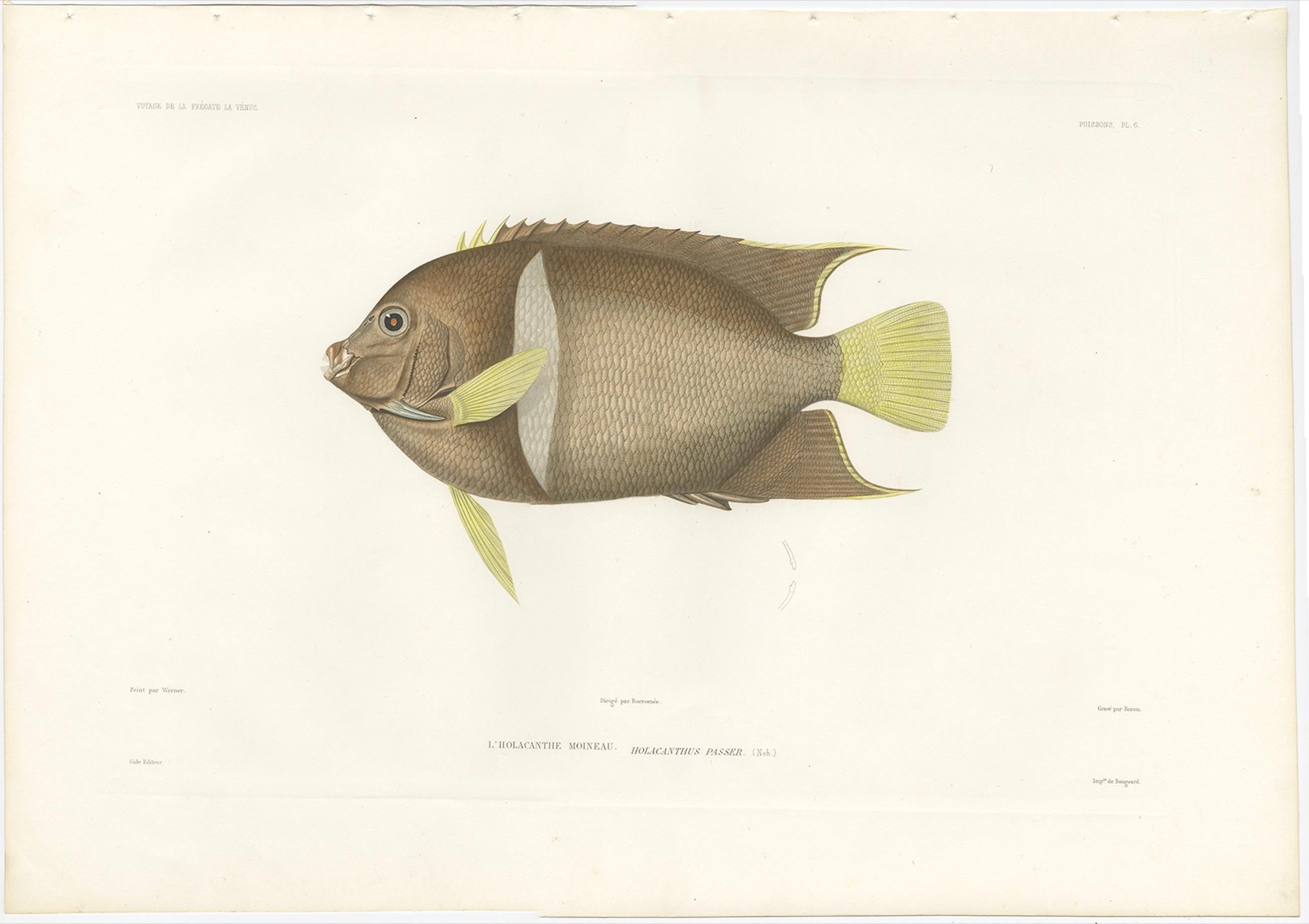Antique Print of the King Angelfish – Hand-Colored French Lithograph, 1845 In Good Condition For Sale In Langweer, NL