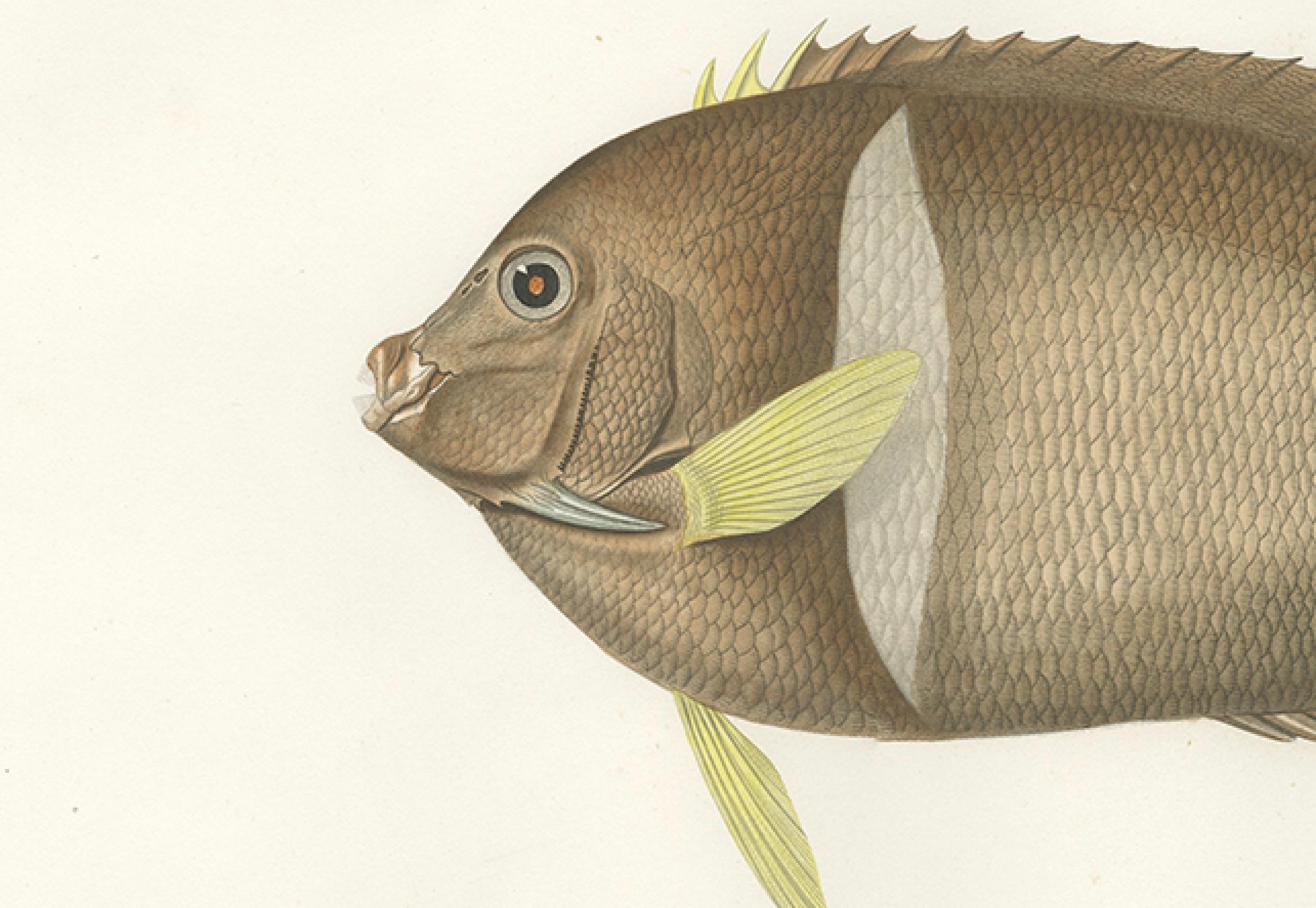 19th Century Antique Print of the King Angelfish – Hand-Colored French Lithograph, 1845 For Sale
