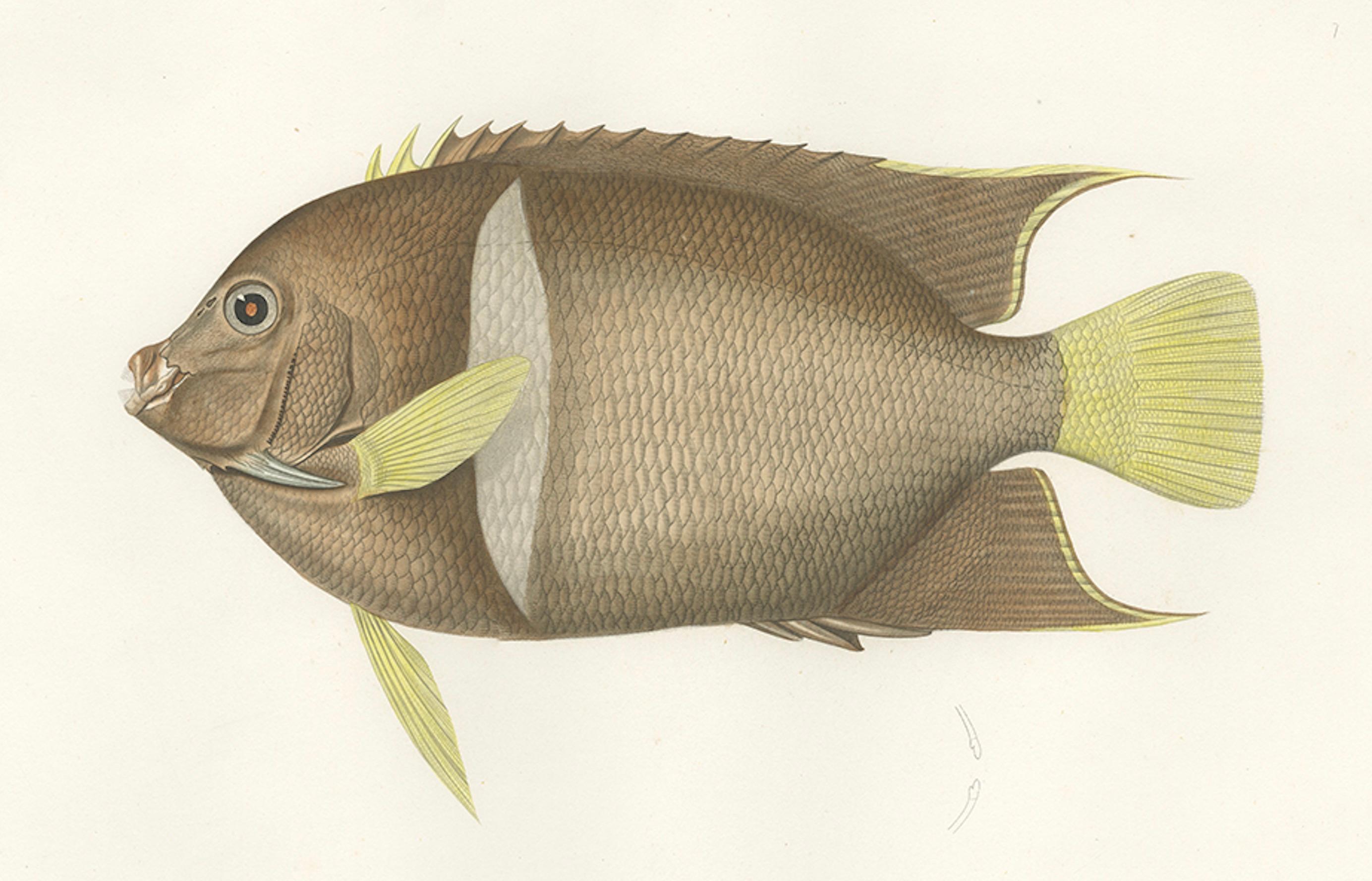 Paper Antique Print of the King Angelfish – Hand-Colored French Lithograph, 1845 For Sale