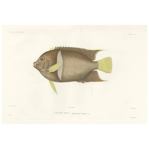 Antique Print of the King Angelfish – Hand-Colored French Lithograph, 1845
